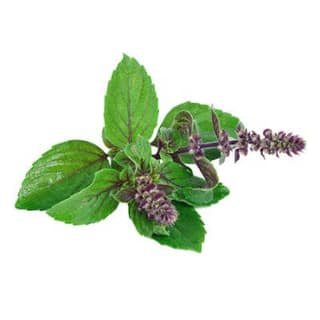 Tulsi Leaves